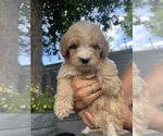 Image preview for Ad Listing. Nickname: Dimitri