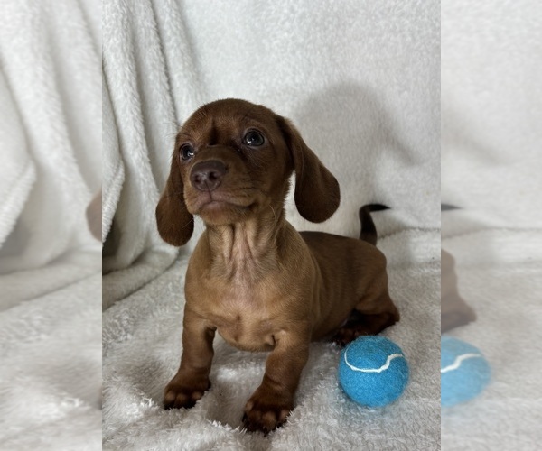 Medium Photo #5 Dachshund Puppy For Sale in GREENFIELD, IN, USA