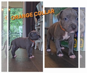American Bully Puppy for sale in BOCA RATON, FL, USA