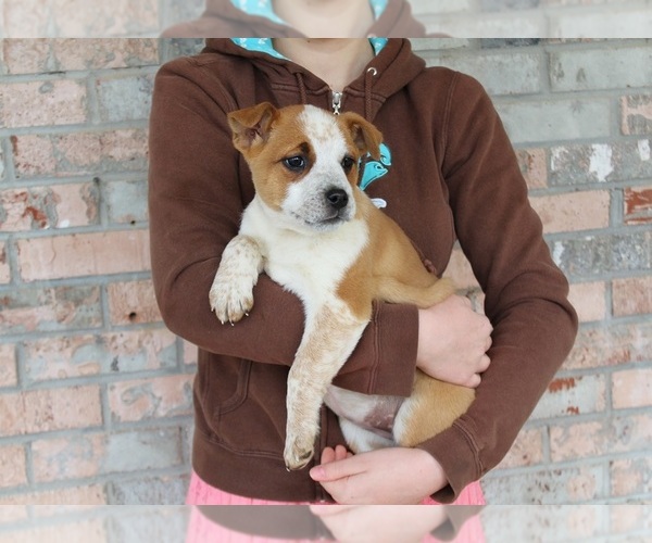View Ad Australian Cattle DogBoxer Mix Puppy for Sale