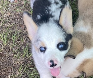 Pembroke Welsh Corgi Puppy for sale in BRANDON, FL, USA