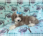 Small #3 Cockapoo