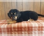 Small Photo #17 Golden Mountain Dog Puppy For Sale in BLACK FOREST, CO, USA