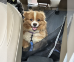 Small #7 Pomeranian Mix