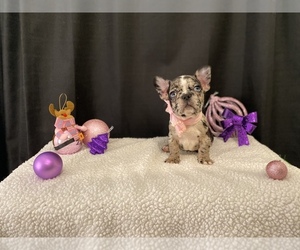 Flat Coated Retriever Puppy for sale in CHULA VISTA, CA, USA