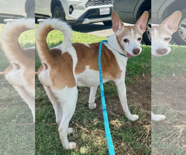 Medium Photo #3 Rat Terrier-Unknown Mix Puppy For Sale in Newport Beach, CA, USA