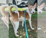 Small #2 Rat Terrier Mix