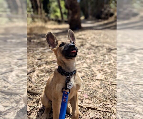 Medium Photo #4 German Shepherd Dog-Unknown Mix Puppy For Sale in West Sacramento, CA, USA