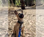 Small #3 German Shepherd Dog Mix