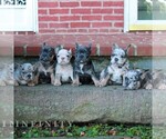 Small #1 French Bulldog
