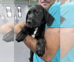 Small #1 Mutt
