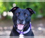 Small #1 Labrador Retriever Mix