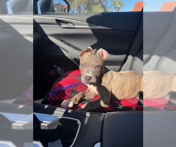 Medium Photo #5 American Staffordshire Terrier-Unknown Mix Puppy For Sale in San Juan Capistrano, CA, USA