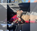 Small #4 American Staffordshire Terrier Mix