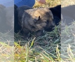 Small Photo #24 German Shepherd Dog Puppy For Sale in AURORA, SD, USA