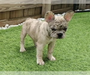 Medium French Bulldog