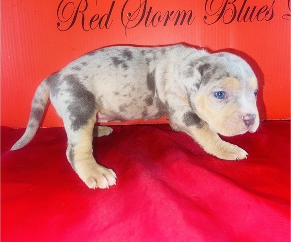 Medium Photo #3 American Bully Puppy For Sale in TRENTON, NJ, USA