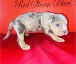 Small Photo #3 American Bully Puppy For Sale in TRENTON, NJ, USA