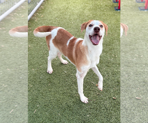 Mutt Dogs for adoption in Woodbury, NY, USA