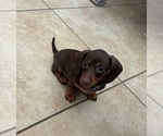 Small Photo #12 Dachshund Puppy For Sale in HUNTINGTON BEACH, CA, USA