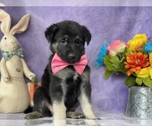 German Shepherd Dog Puppy for sale in LANCASTER, PA, USA