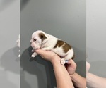 Small Photo #36 English Bulldog Puppy For Sale in EVEREST, KS, USA