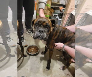 Boxer Dogs for adoption in Katy, TX, USA