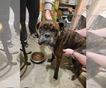 Small Boxer