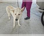 Small German Shepherd Dog