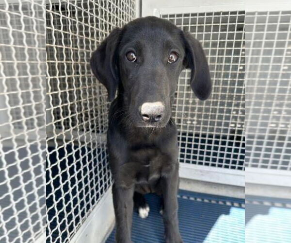 Medium Photo #2 Labrador Retriever Puppy For Sale in San Diego, CA, USA