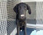 Small #1 Labrador Retriever