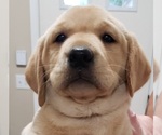 Small #12 Labrador Retriever