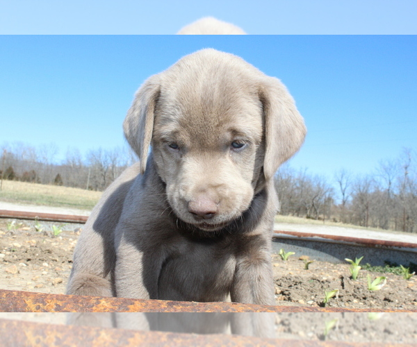 Medium Photo #1 Labrador Retriever Puppy For Sale in MARSHFIELD, MO, USA