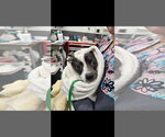 Small #1 Jack Chi