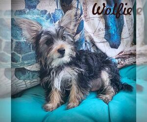 Mutt Dogs for adoption in Tustin, CA, USA