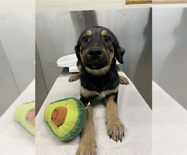 Medium Photo #2 Rottweiler-Siberian Husky Mix Puppy For Sale in Fairbanks, AK, USA