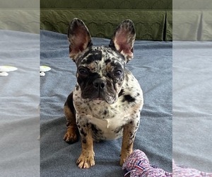 French Bulldog Puppy for sale in KIRKLAND, WA, USA