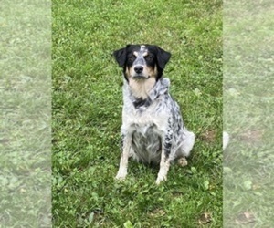 Mother of the Texas Heeler puppies born on 08/20/2025