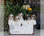 Fiona - Female Shih Tzu Puppy for Sale - Photo #2