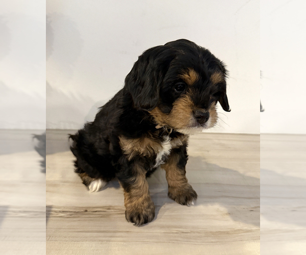 Medium Photo #3 Aussiedoodle Miniature -Goldendoodle Mix Puppy For Sale in MILLERSBURG, OH, USA