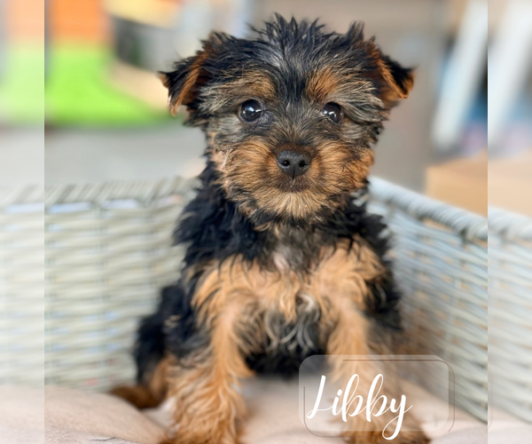Medium Photo #9 Yorkshire Terrier Puppy For Sale in ADDISON, IL, USA
