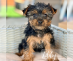 Small #8 Yorkshire Terrier