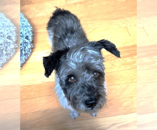 Medium Photo #7 Mutt Puppy For Sale in Boonton, NJ, USA