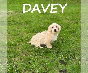 YorkiePoo Puppy for sale in HARTLAND, MN, USA