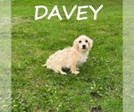 Image preview for Ad Listing. Nickname: Davey
