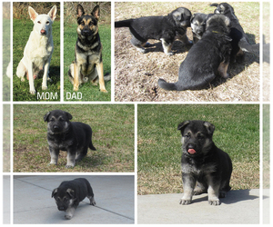 German Shepherd Dog Puppy for sale in RUSH CITY, MN, USA