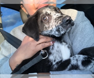 Catahoula Leopard Dog-Labrador Retriever Mix Puppy for sale in HOUSTON, TX, USA