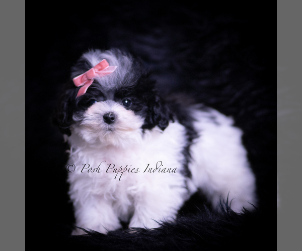 Medium Photo #4 Maltipoo (Toy) Puppy For Sale in WARSAW, IN, USA