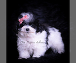 Small #3 Maltipoo (Toy)