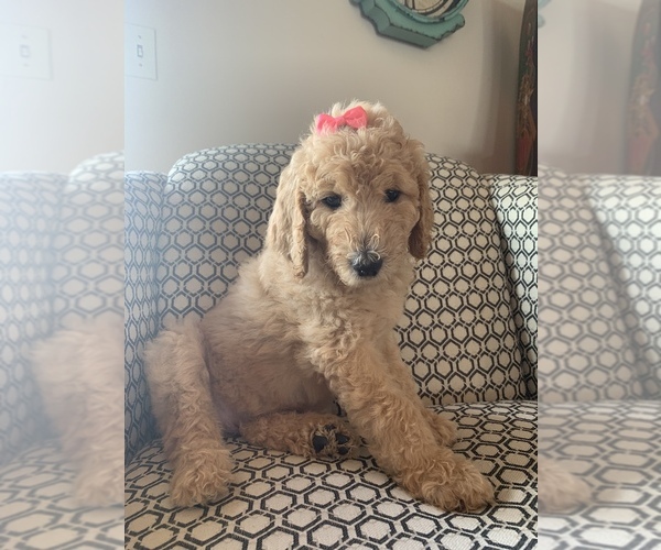 Medium Photo #4 Goldendoodle-Unknown Mix Puppy For Sale in BURLINGAME, KS, USA